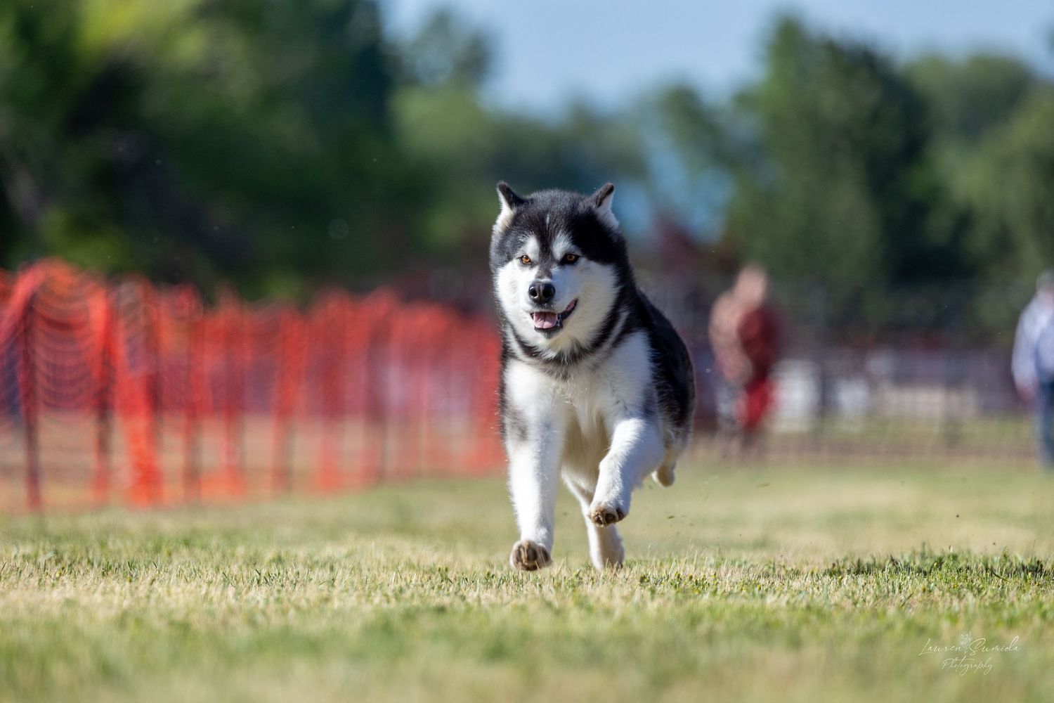 Husky mix dog running at full speed during outdoor agility competition.