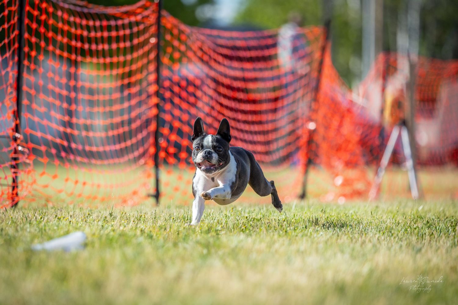 Dog racing through a grassy field with bright orange mesh fencing visible.