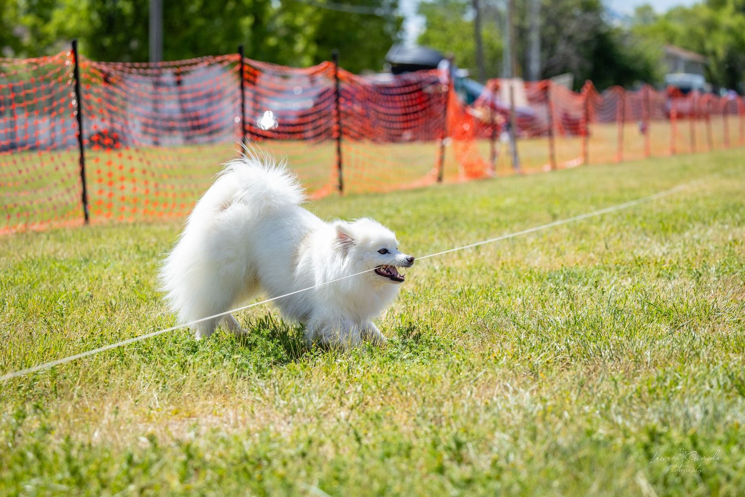 White dogs play and run in a grassy area bordered by orange safety netting.