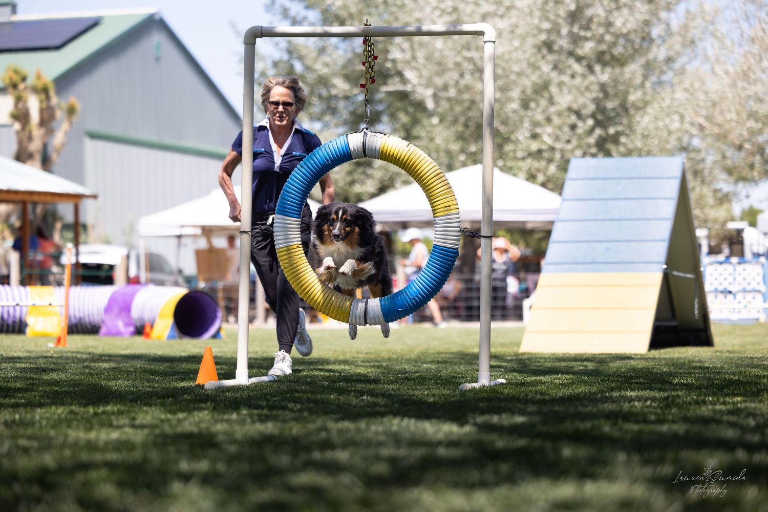 A dog jumping through a blue and yellow hoop with an A-frame obstacle in the background.