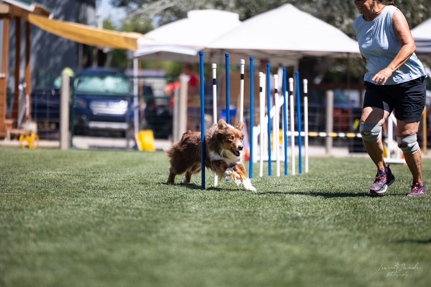 Brown dog performing weave pole sequence on grass during agility trial.