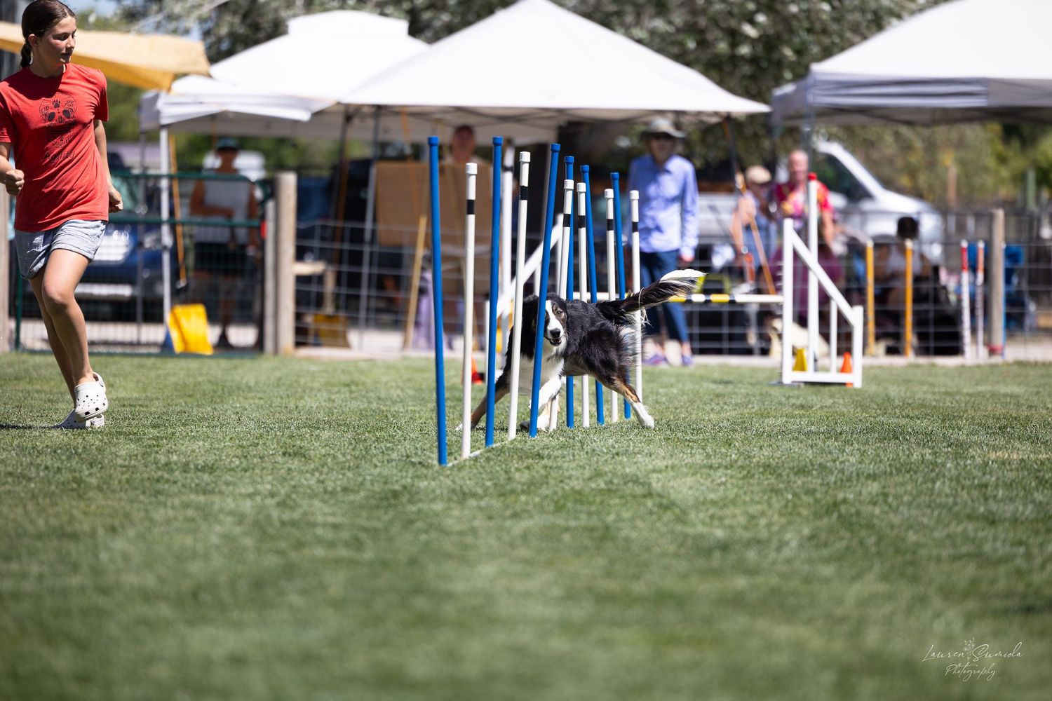 Border collie navigating through agility course weave poles at outdoor dog competition.