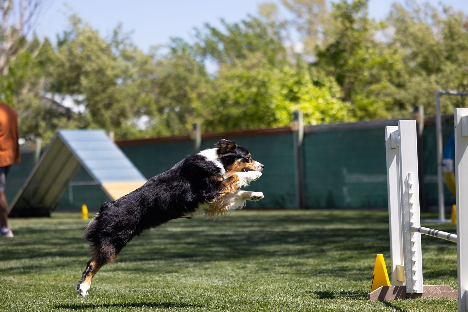 Dog demonstrating agility skills jumping over white barriers on grass field.