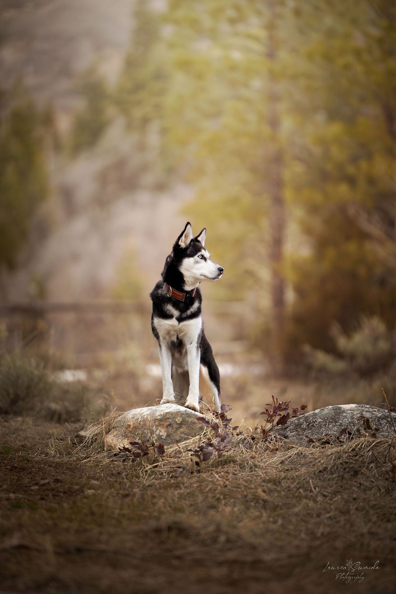 Black and white husky dog standing alert on a dirt mound in an autumn forest setting.