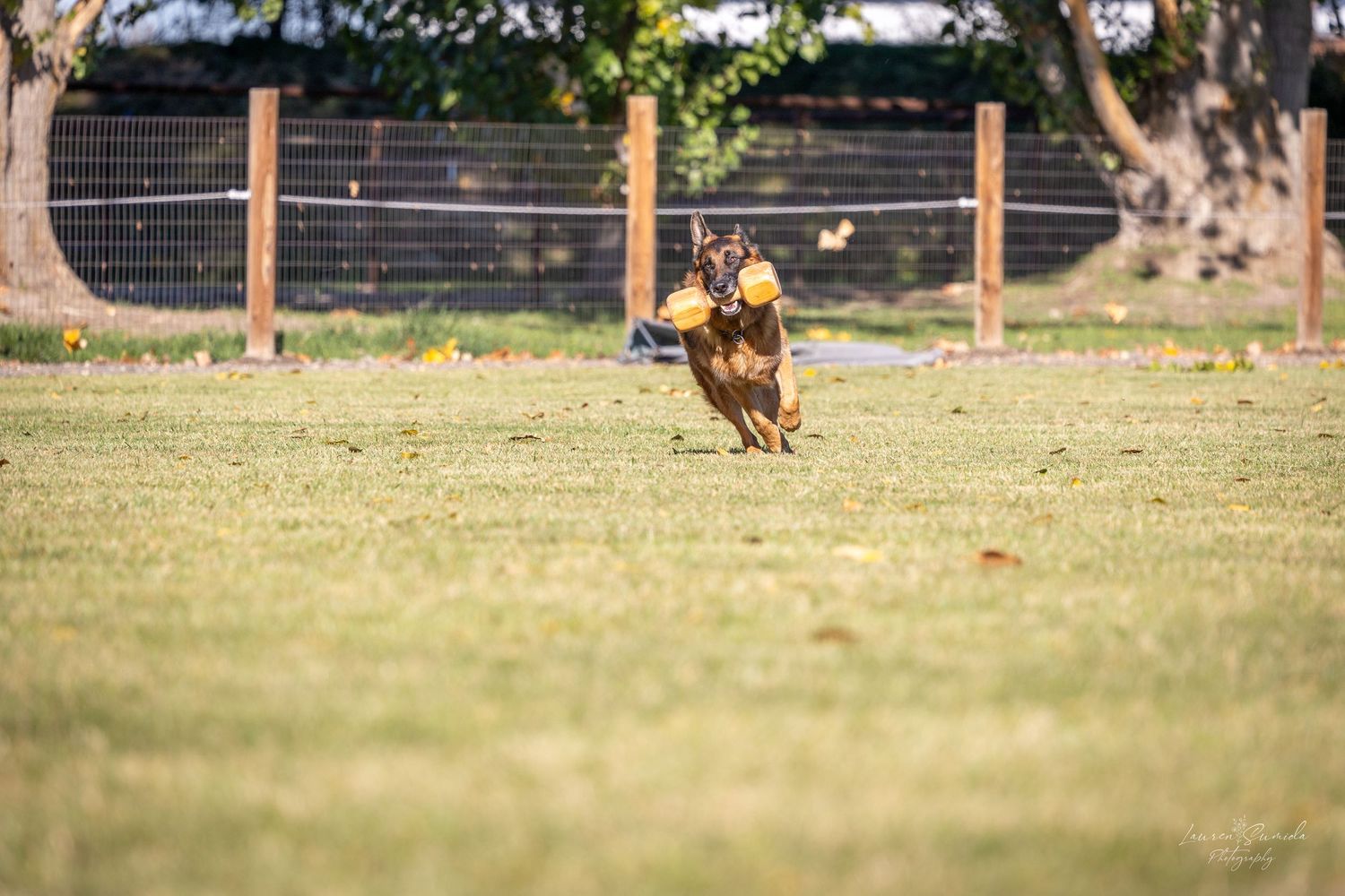 German Shepherd demonstrating off-leash obedience work in a grassy field.