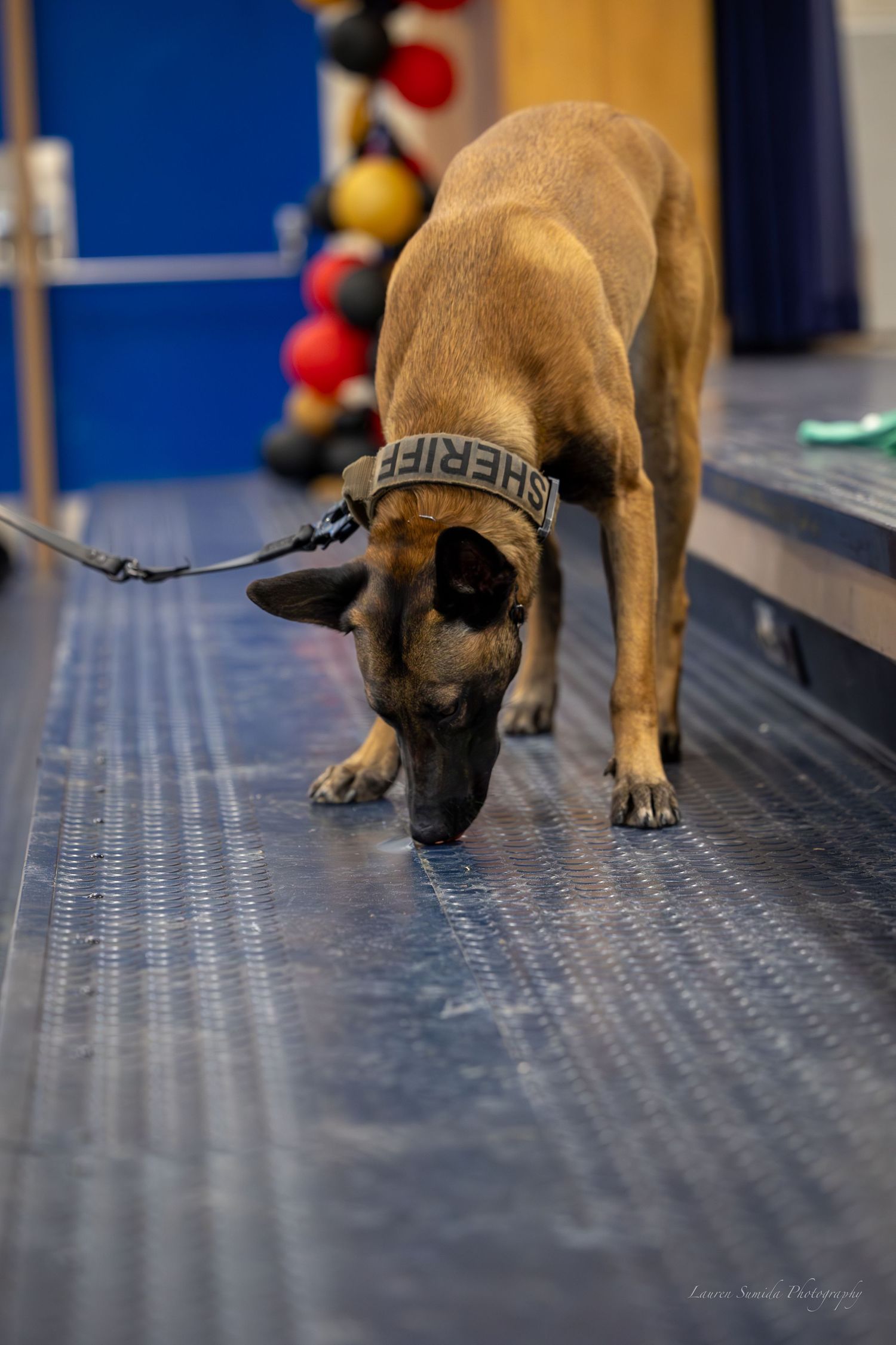 Belgian Malinois dog conducting detailed inspection on textured metal surface.