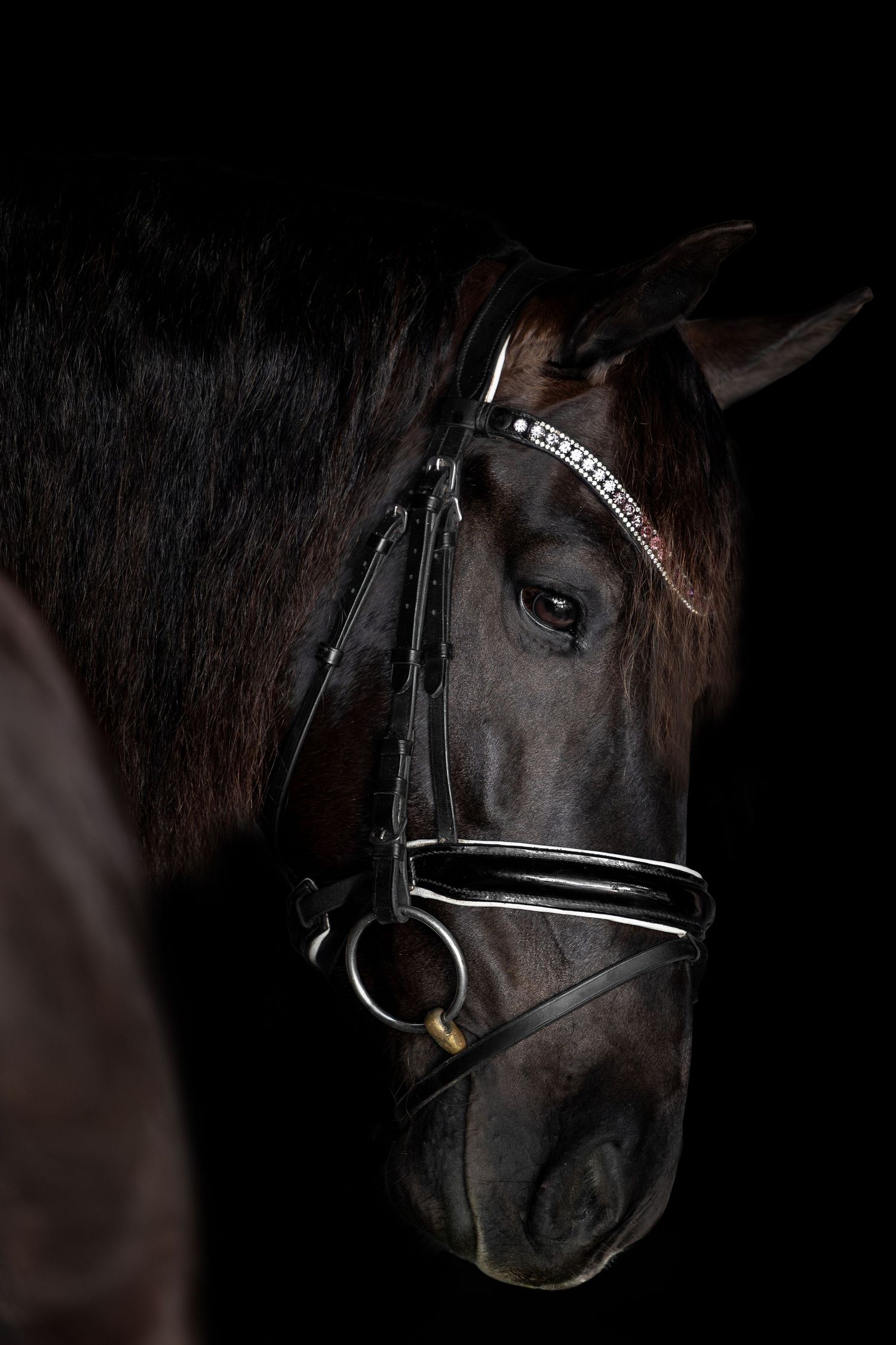 Black horse wearing decorative bridle photographed in dramatic low-key lighting.