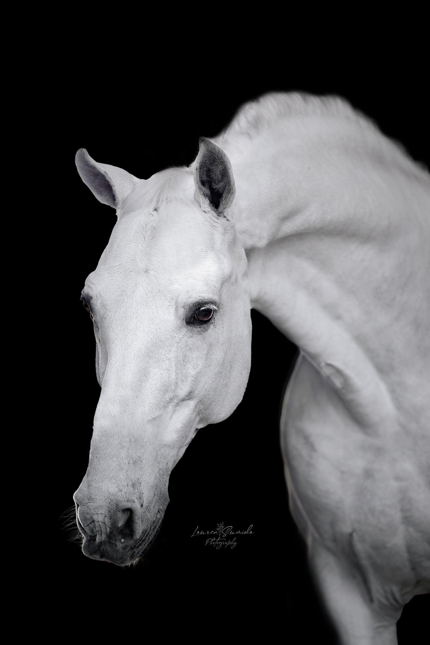 Profile of white horse with expressive eye against dark background.