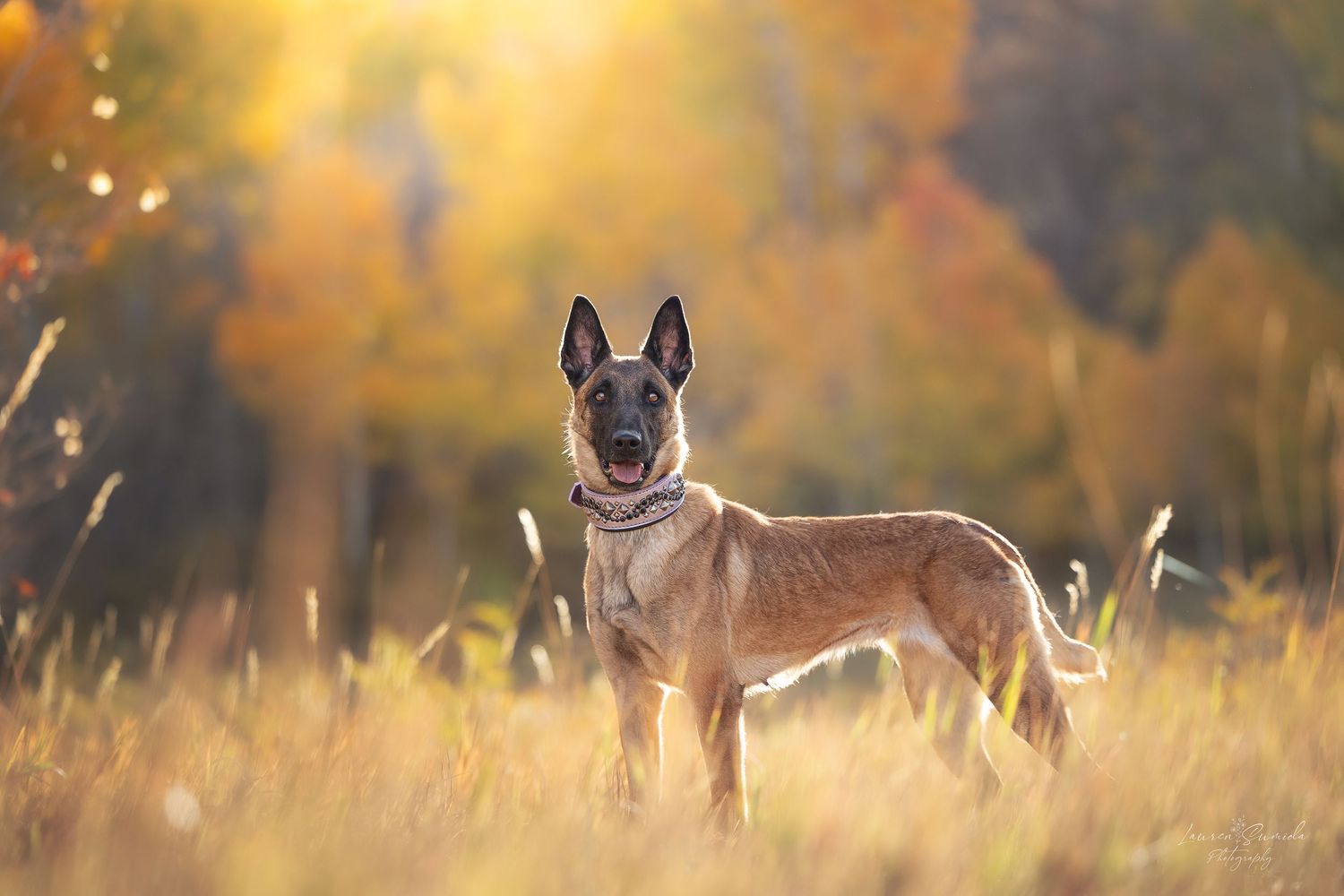 German Shepherd dog sits attentively in golden autumn field at sunset.