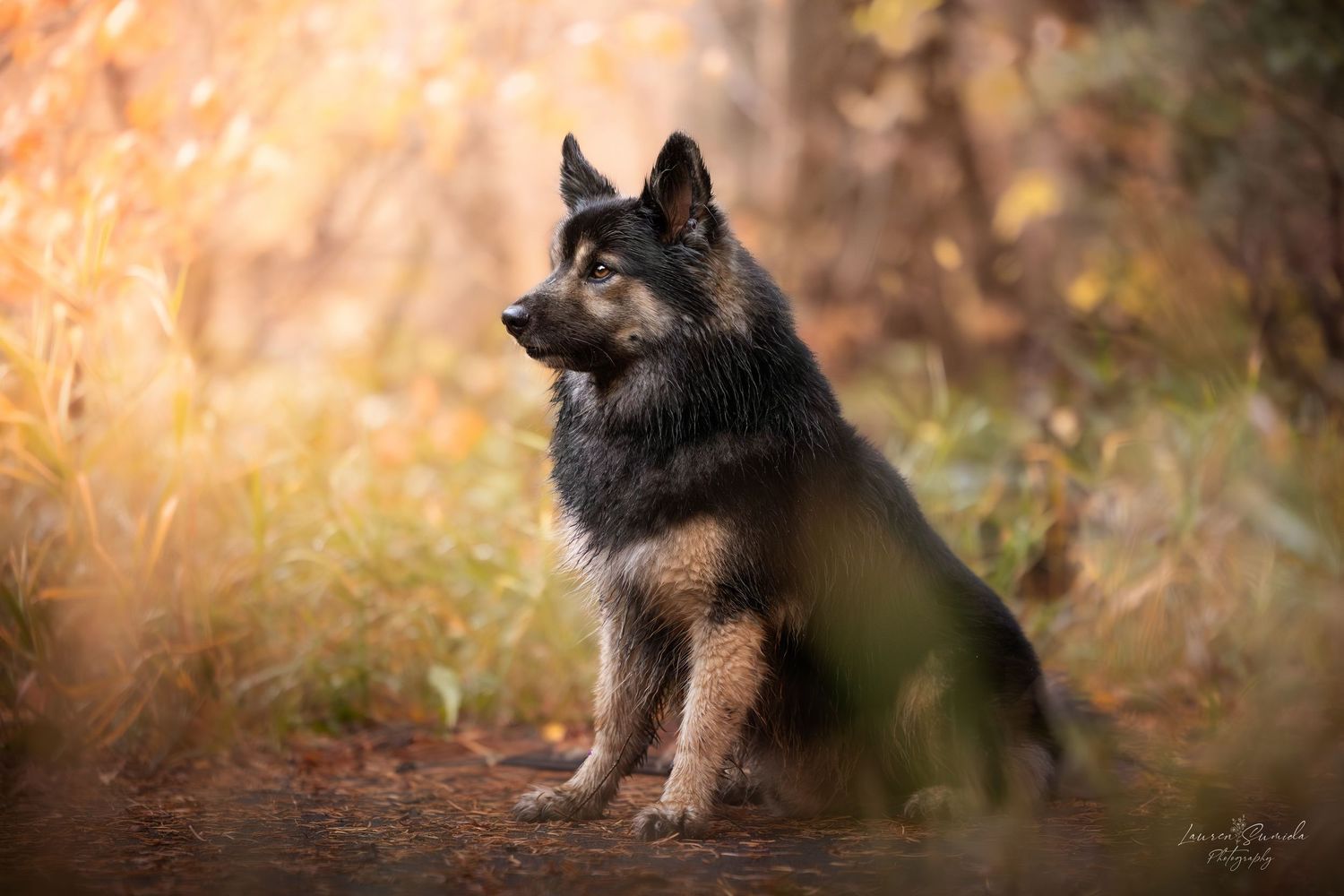 German Shepherd dog sitting regally against a warm autumn background with bokeh lighting effects.