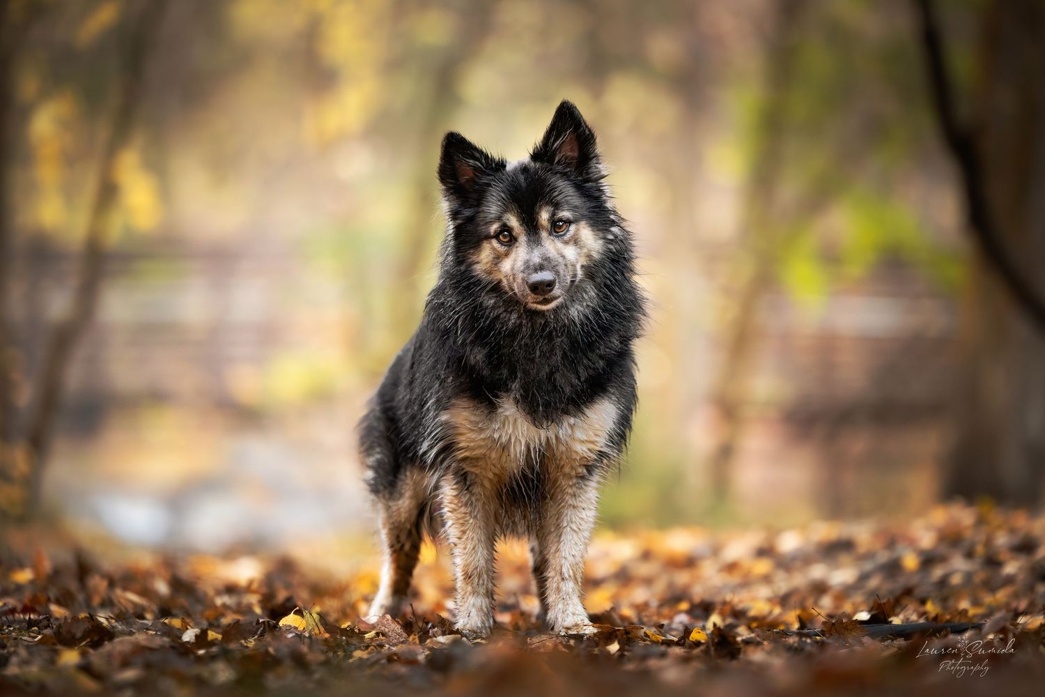 Dogs walking through autumn forest with fallen leaves.