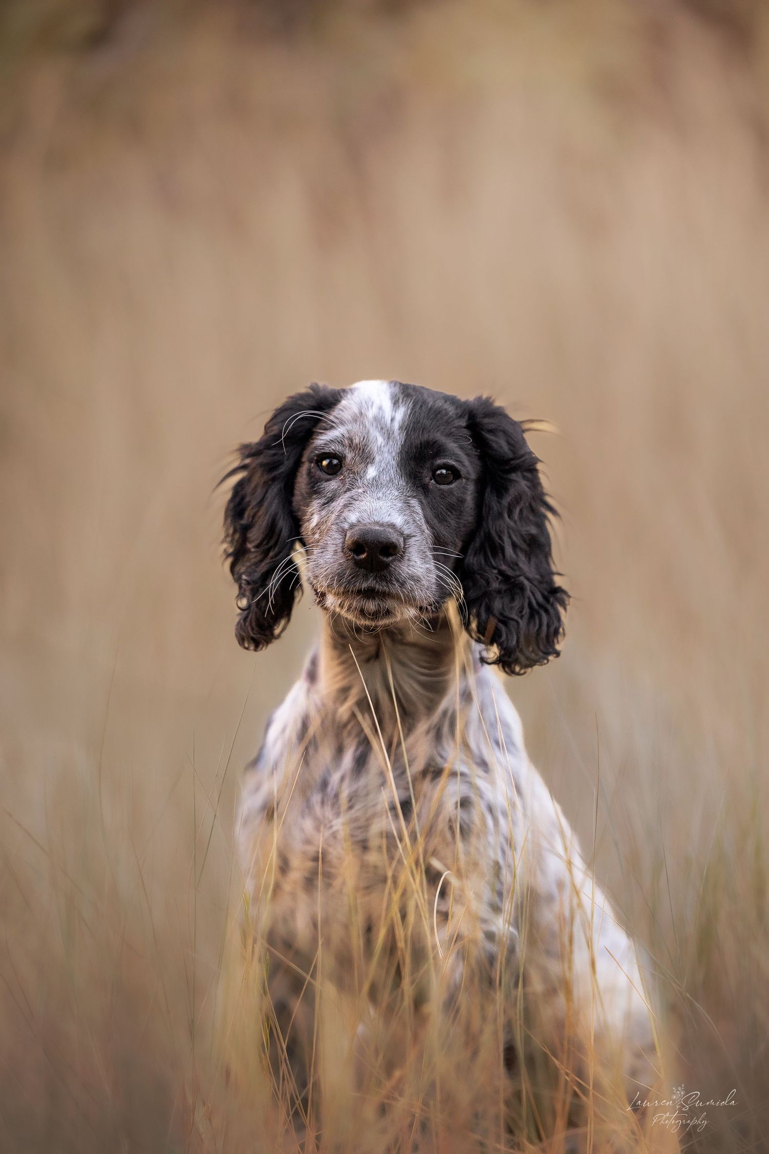 Portrait of a black and white spotted English Setter dog peeking through tall grass.