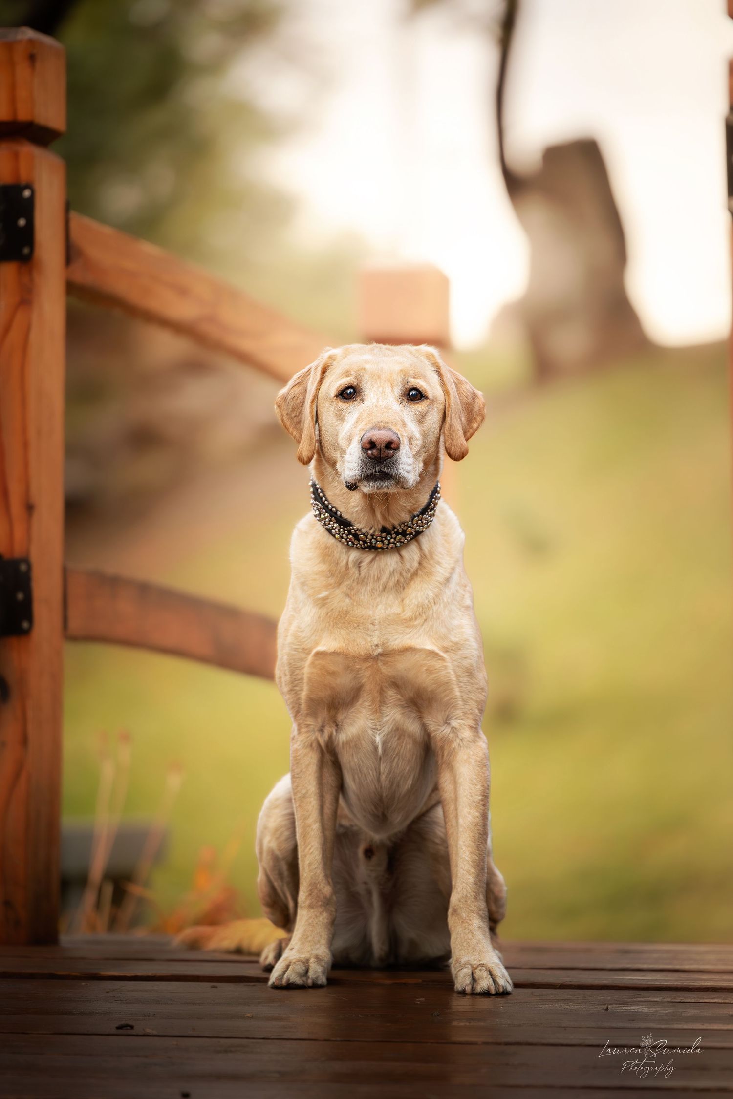 A yellow Labrador retriever sits attentively on a wooden deck with a blurred natural background.