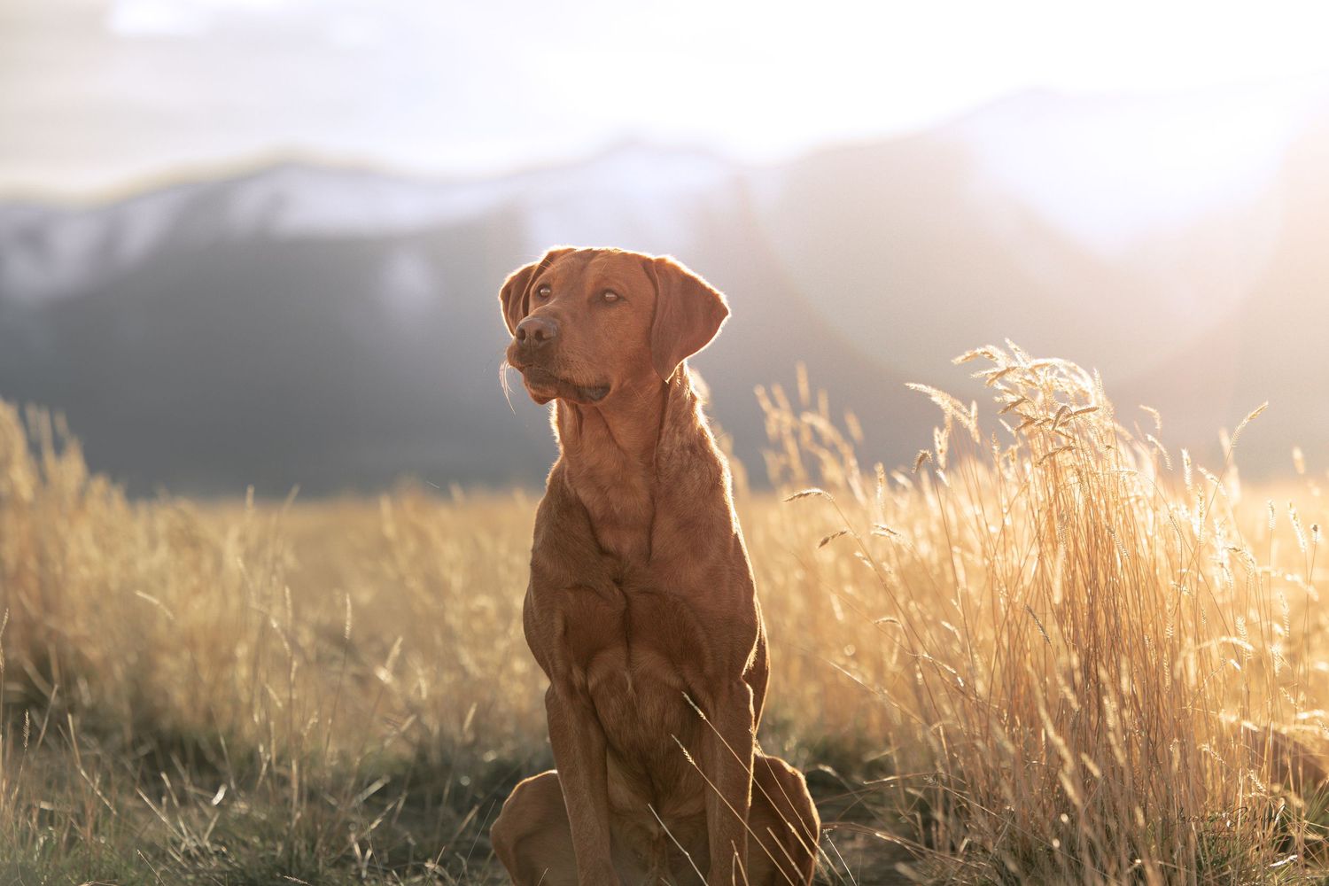 Brown dog sits in tall golden grass during sunset.