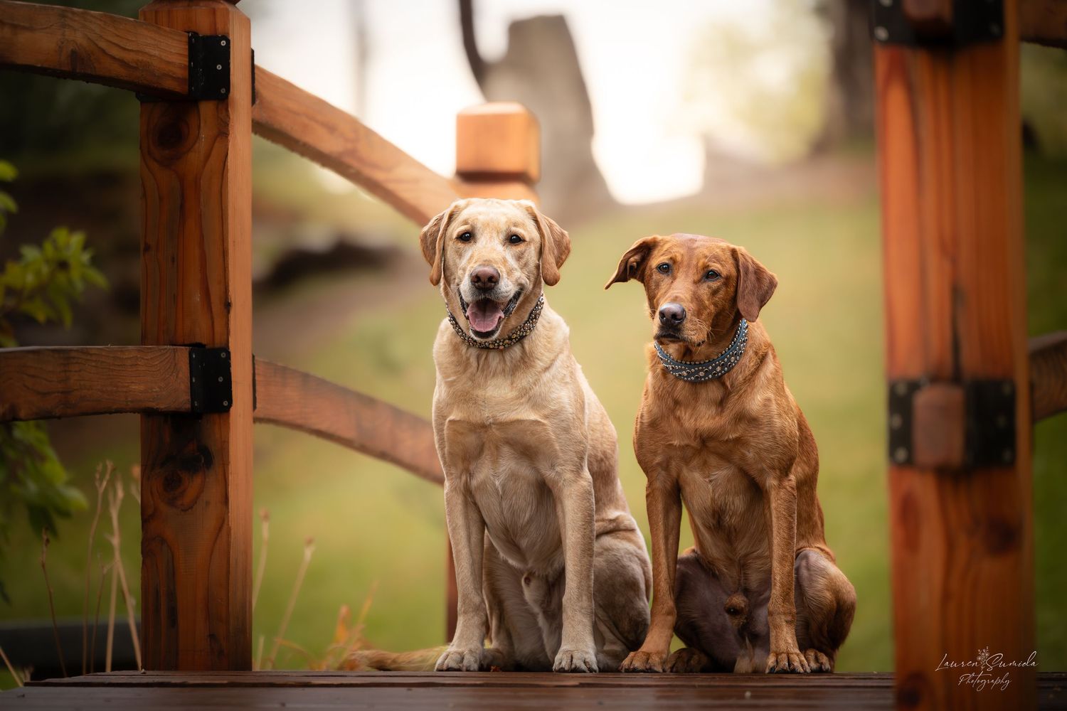Yellow Labrador and Vizsla sitting together on wooden deck.