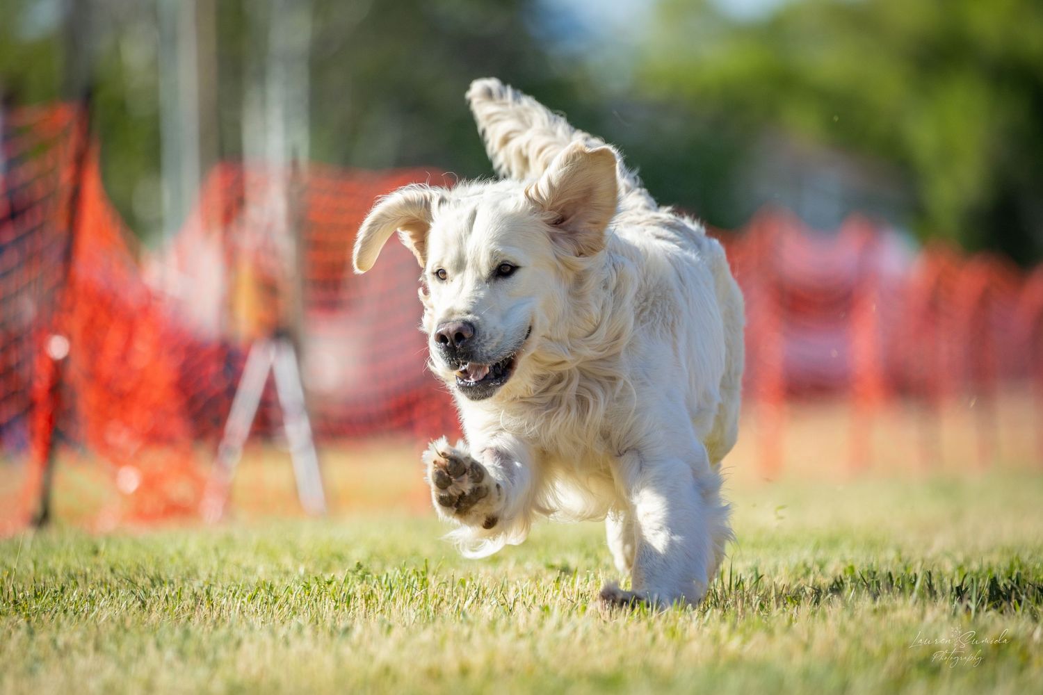 Energetic white fluffy dog running and jumping on grass with orange fencing in the background.