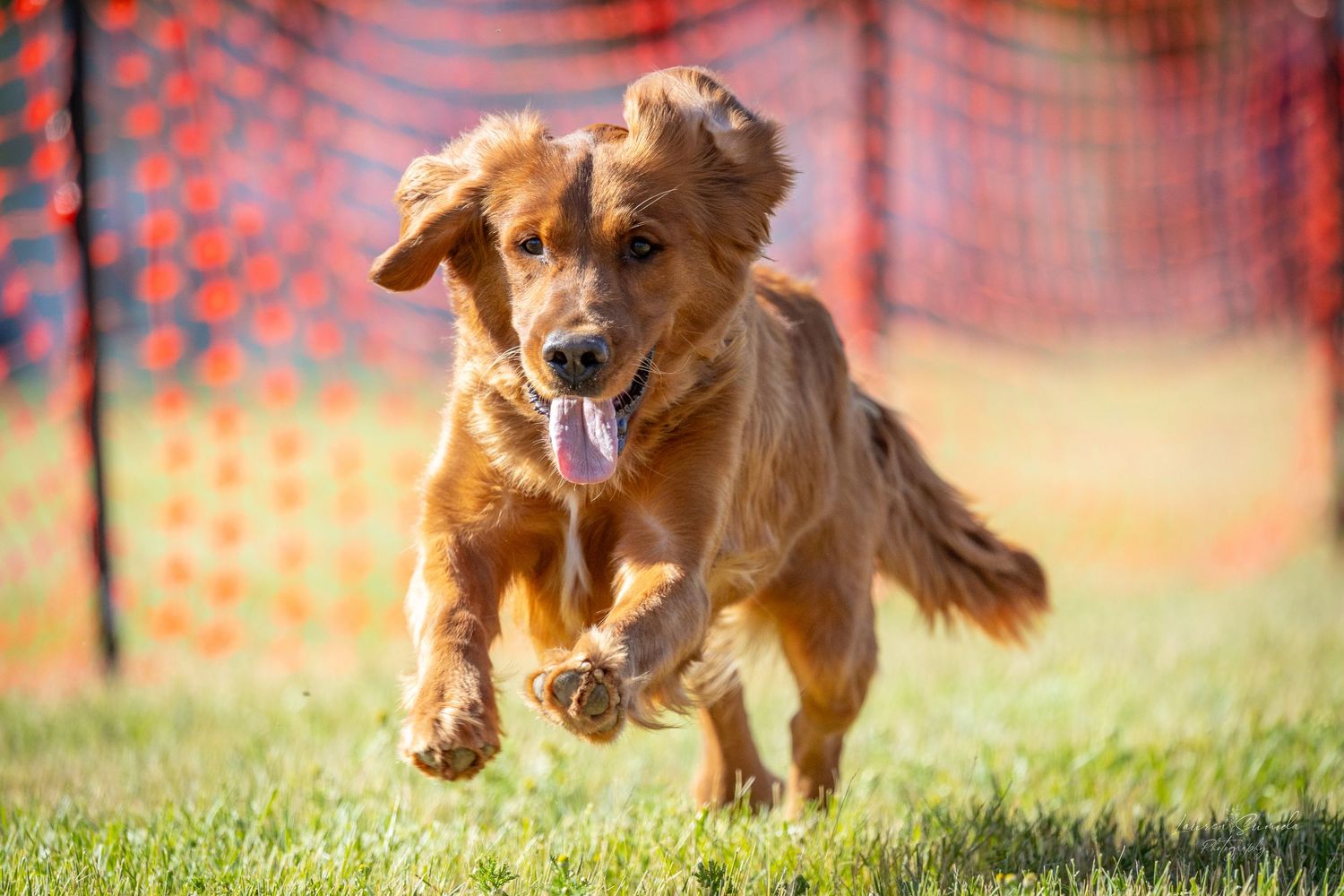 Athletic dog in mid-run showing intense focus during outdoor agility training.