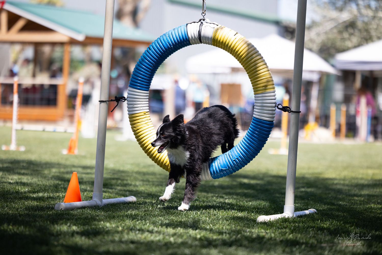 Dog navigating through blue and yellow tube obstacles during agility training.
