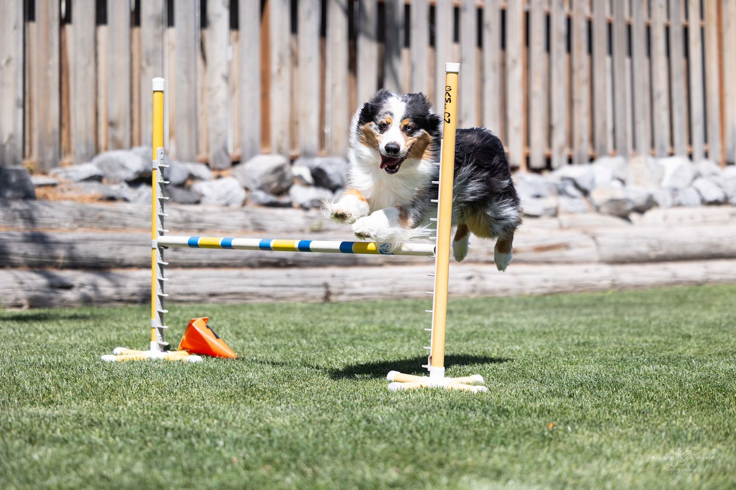 Agility course setup with poles and markers against a wooden fence backdrop.