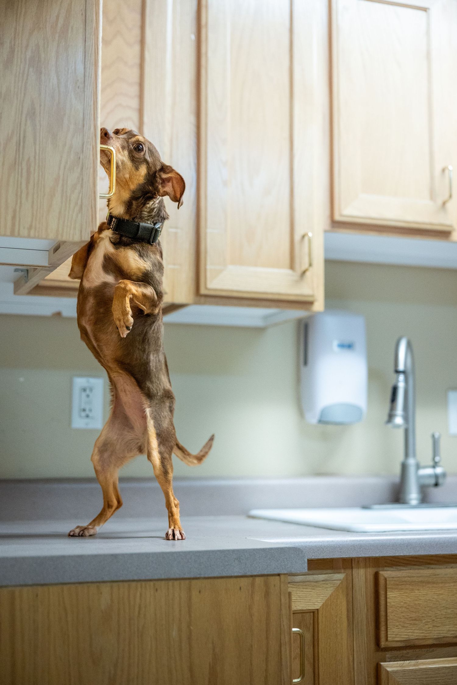 Small brown dog standing on hind legs on kitchen counter reaching up towards cabinets.