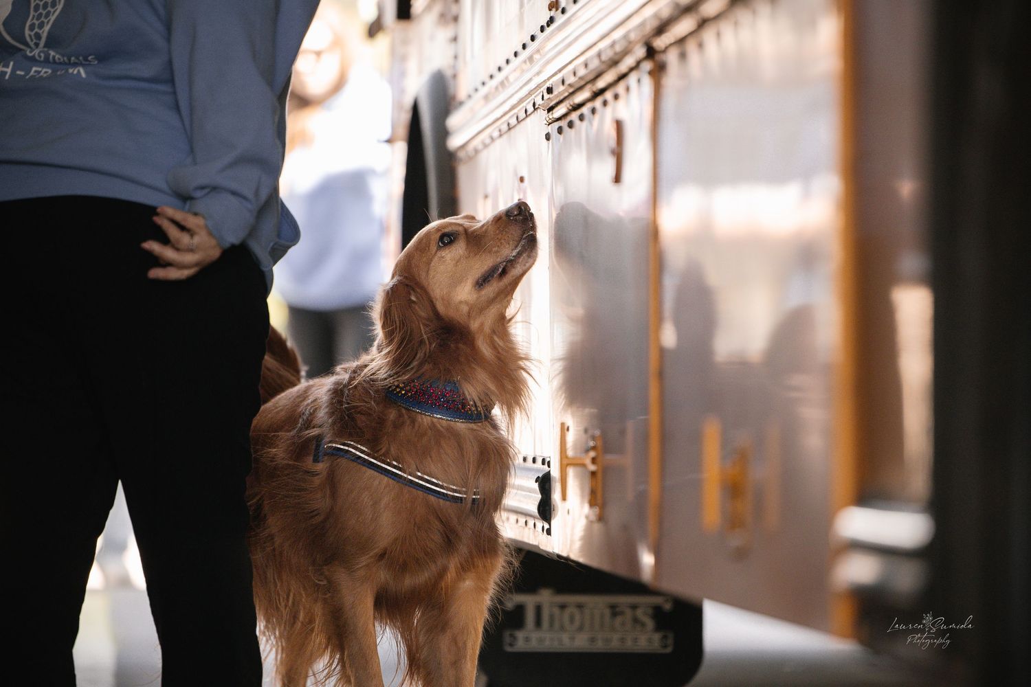 Golden retriever stands in shadow cast by large delivery vehicle.