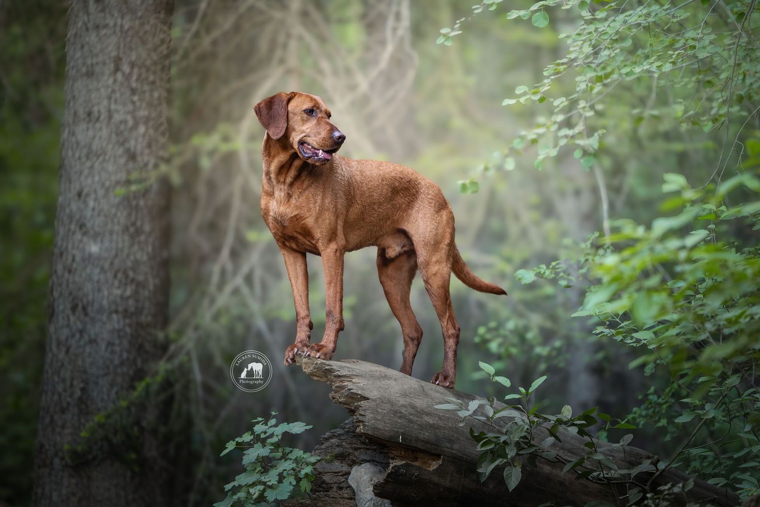 Red-coated hound dog standing on a mossy fallen log in a sunlit forest, gazing off to the side among green foliage and tall trees.