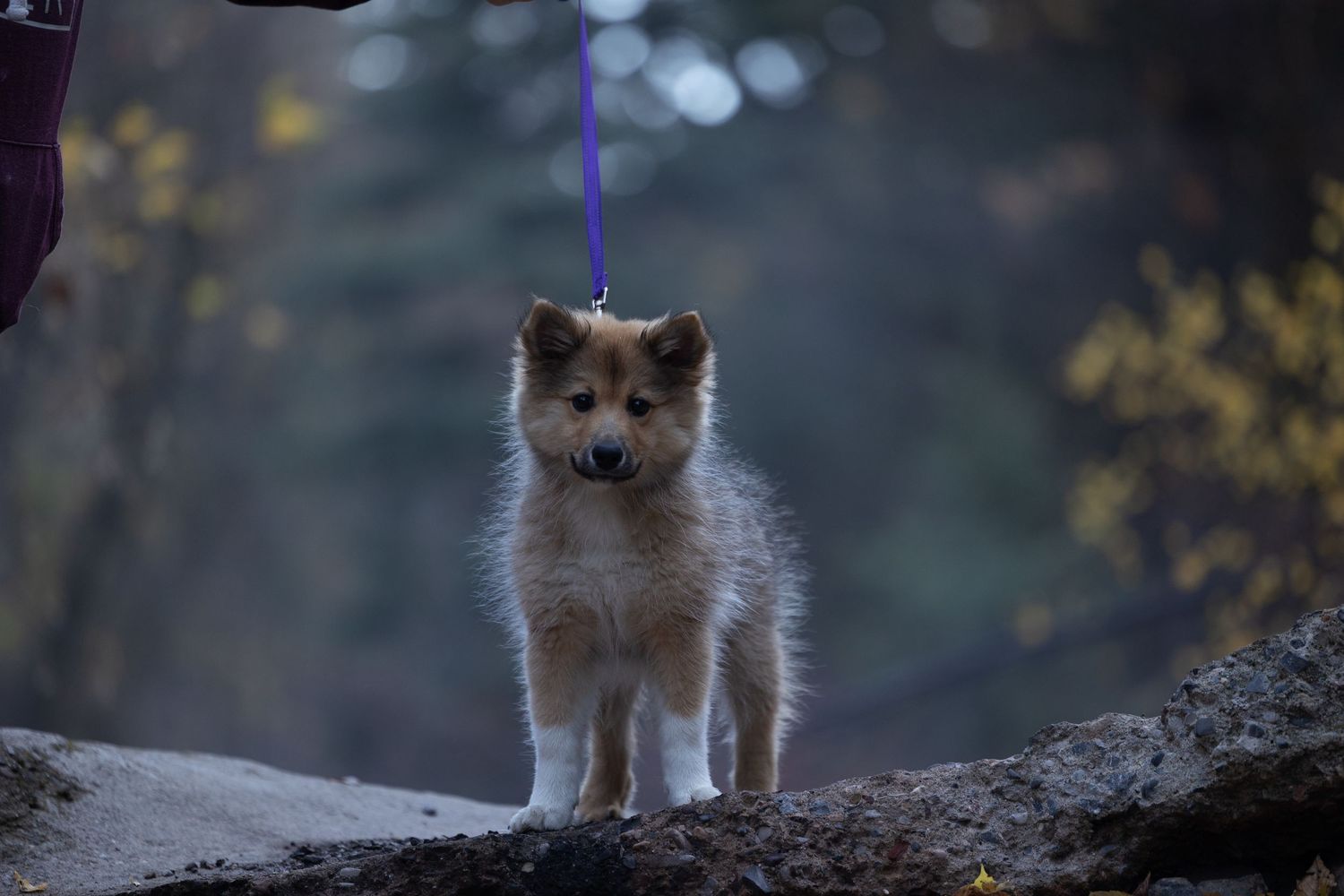 Fluffy Shetland Sheepdog puppy on leash standing on log in moody forest setting.
