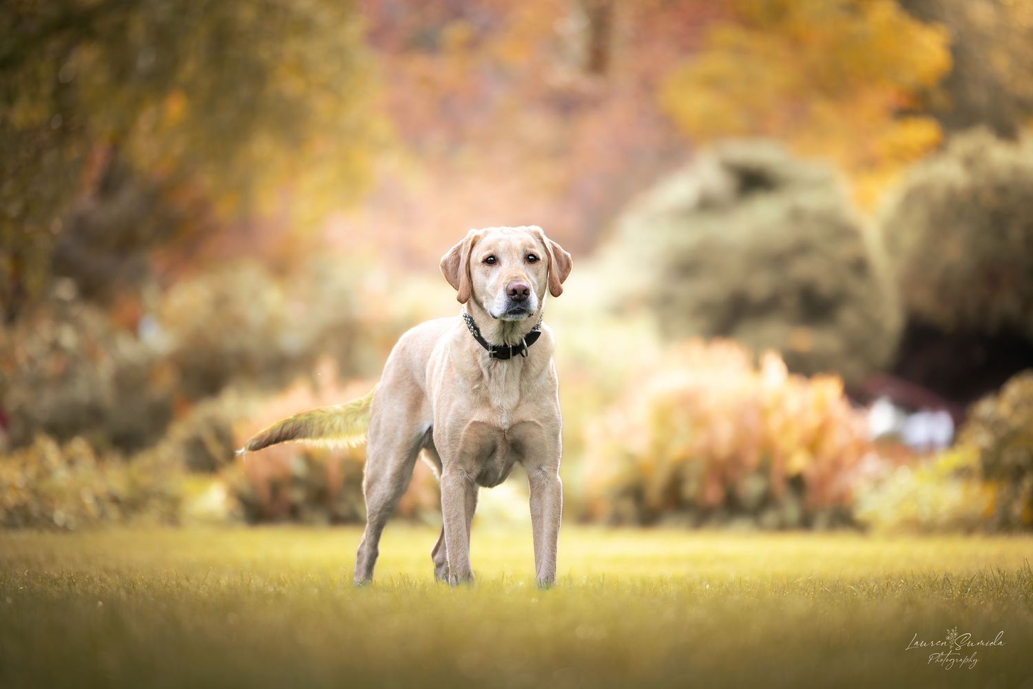 Yellow Labrador stands confidently in a grassy field with autumn colors in the background.