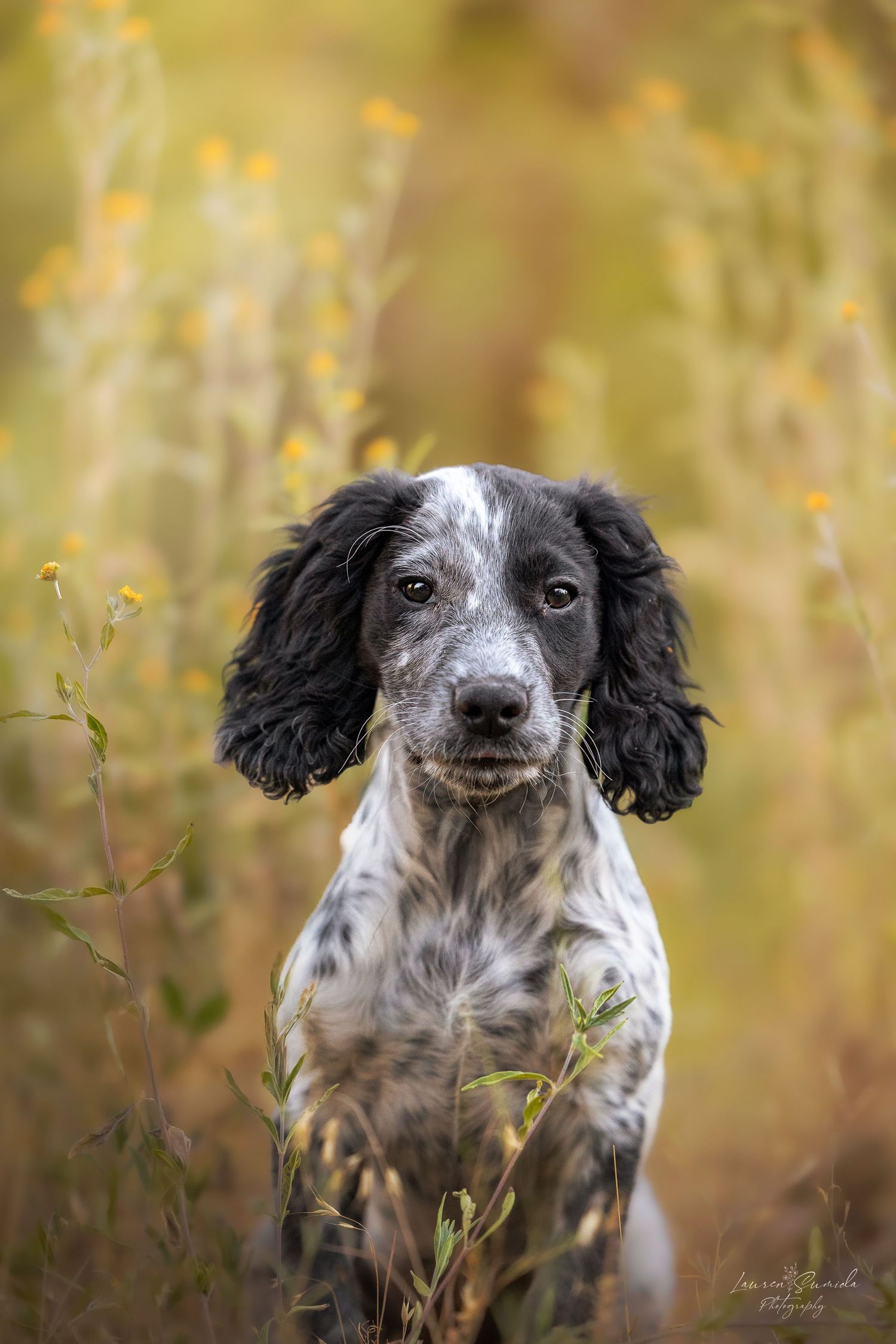 Close-up portrait of English Setter dog with speckled coat in natural setting.