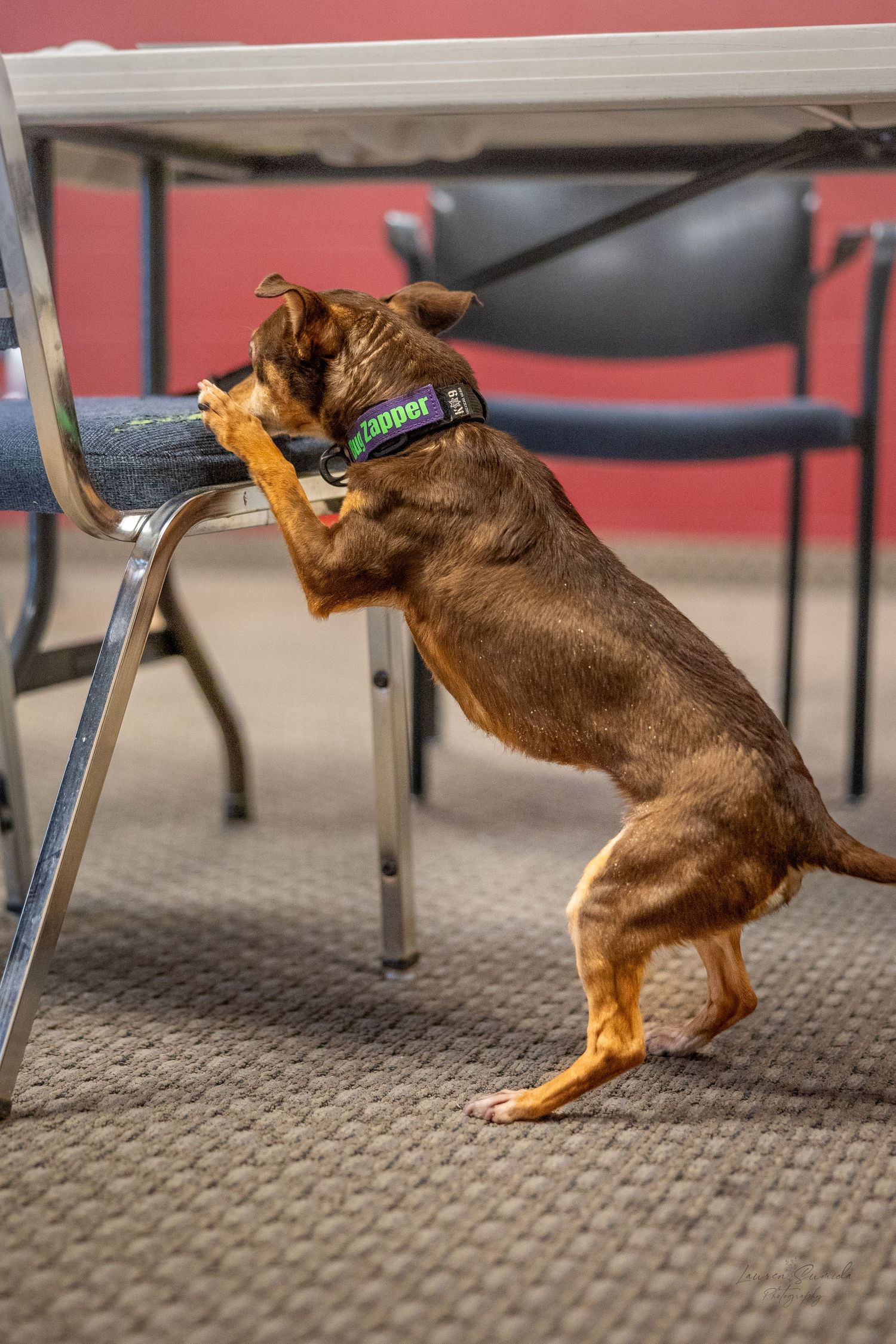 Dog reaching up onto chair in training room with red walls.