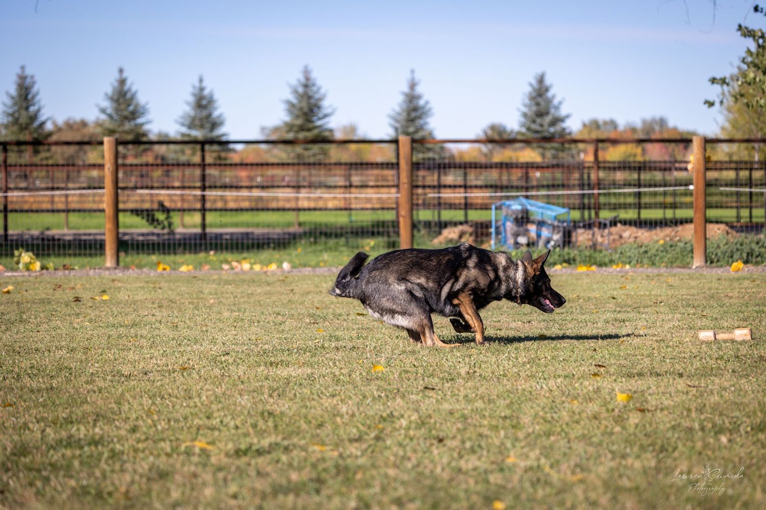 Dog practicing recall commands while running across grassy training field.