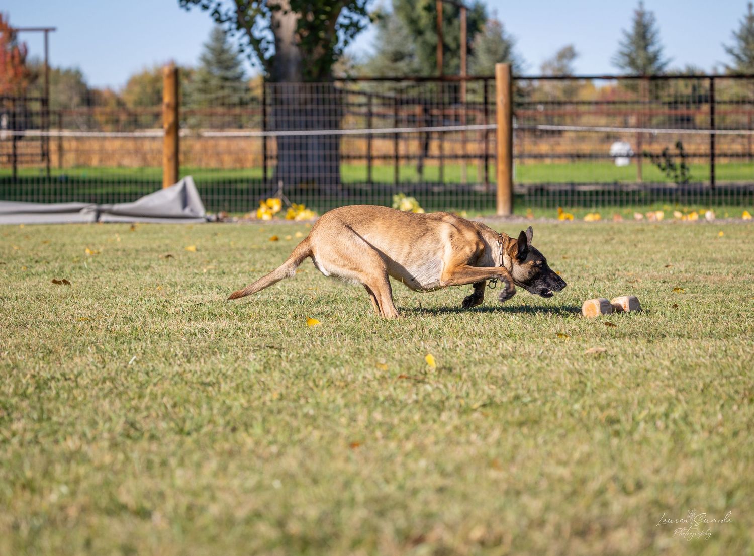 Belgian Malinois dog crouching low on grass during training exercise in a fenced yard.