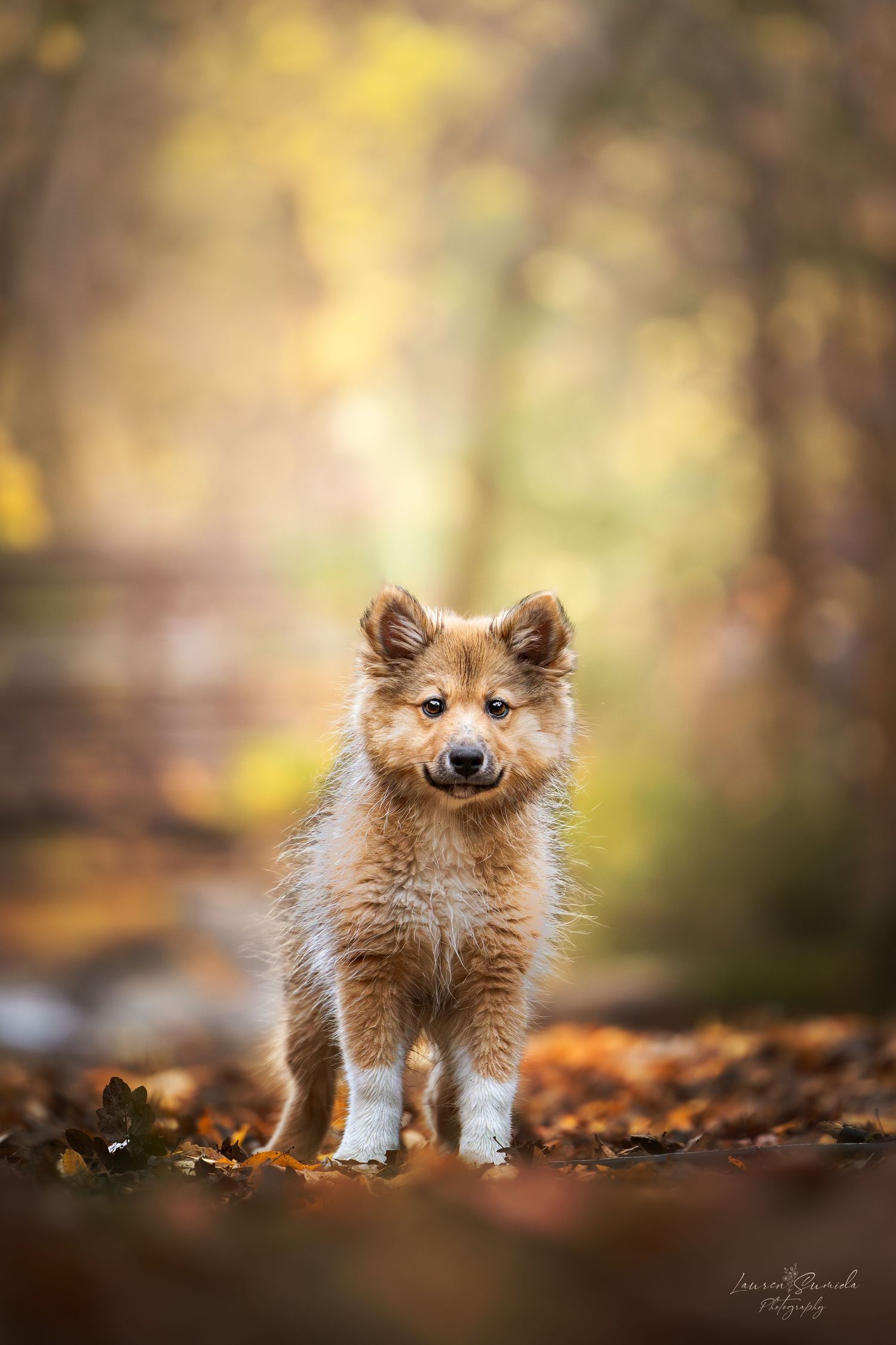 Fluffy Shetland Sheepdog puppy standing in autumn forest with blurred golden background.
