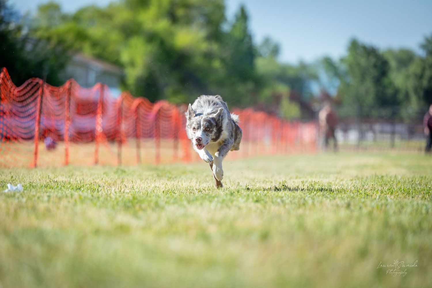 Distant view of multiple dogs running through outdoor agility course.