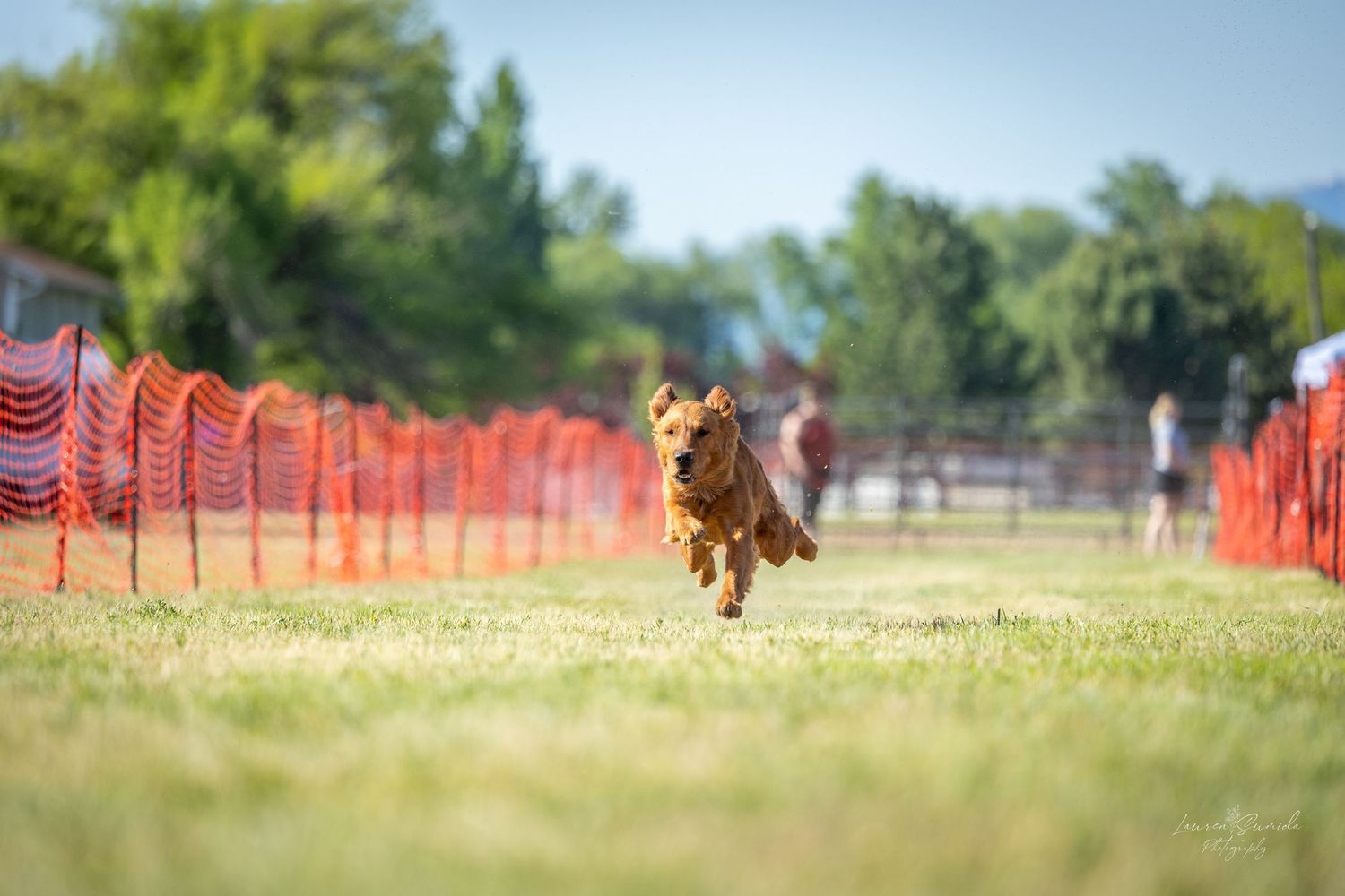 Golden retriever running enthusiastically along orange mesh fence line.