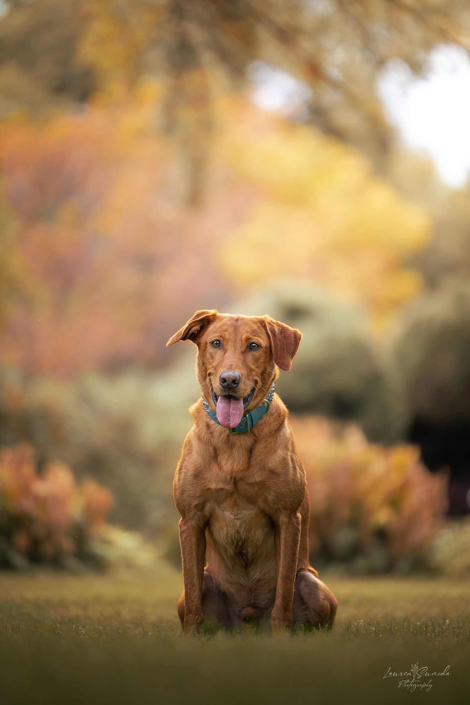 Brown dog sits contentedly in autumn grass with golden bokeh background.