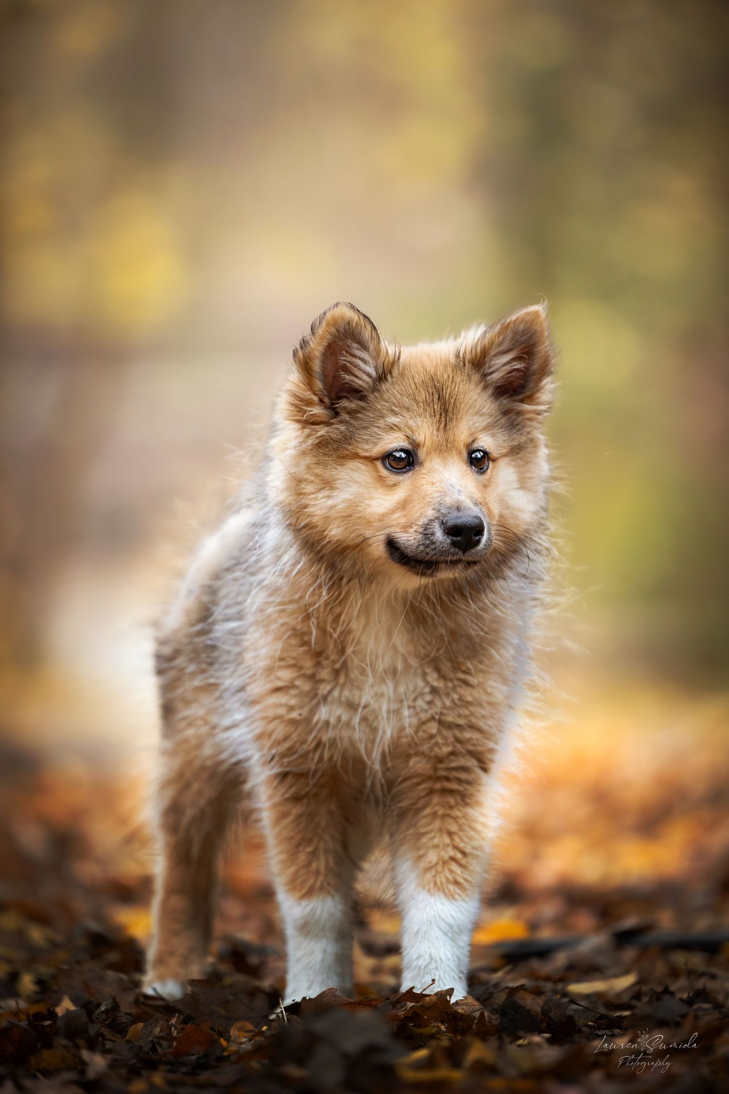 Adorable Shetland Sheepdog puppy with fluffy brown fur stands on fallen autumn leaves in a forest setting.