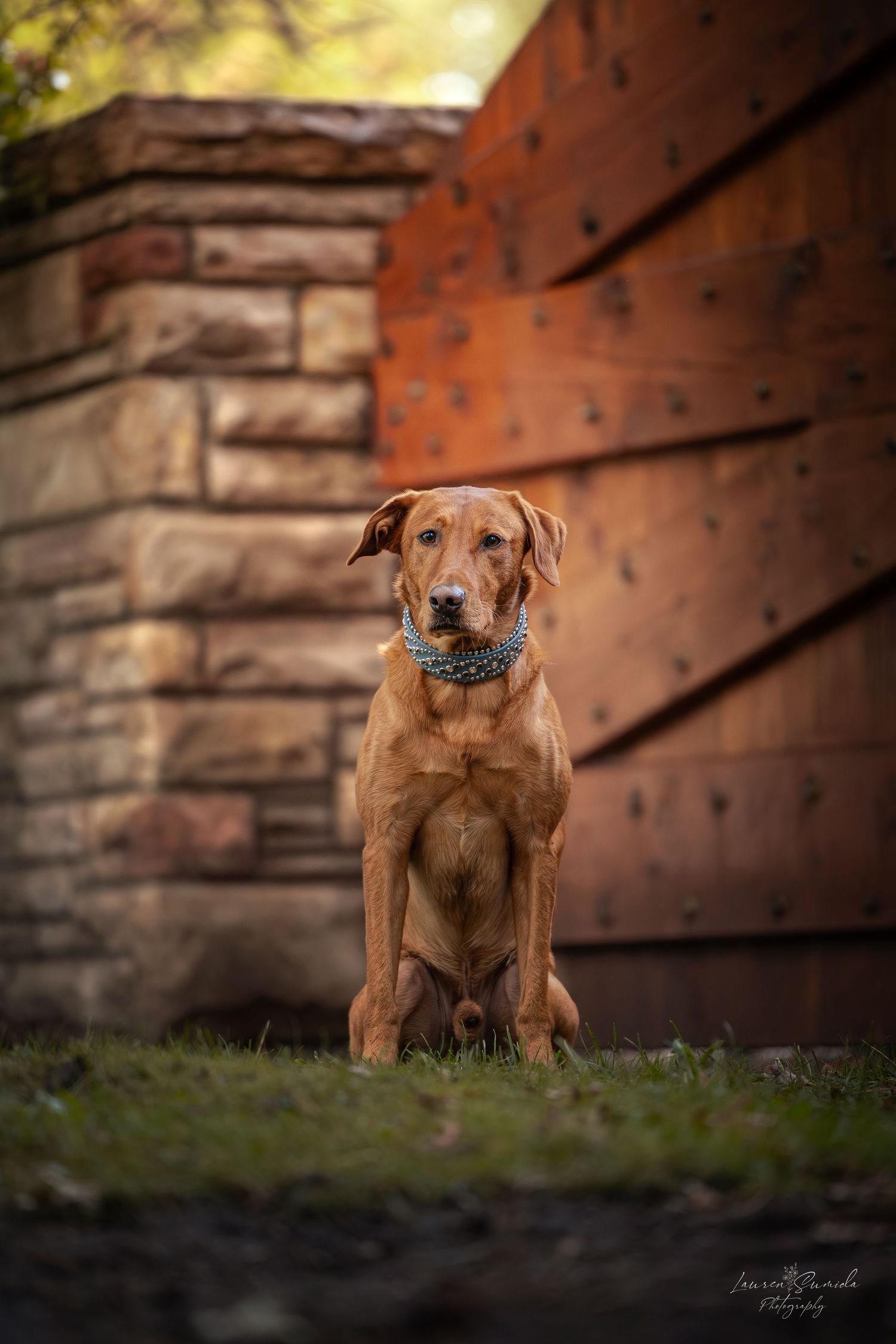 Brown dog sitting attentively against a rustic stone and wood wall background.