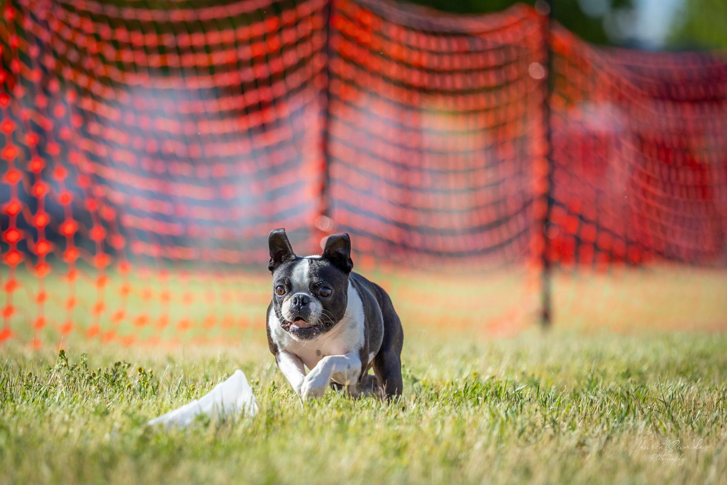 A black and white dog running through a grassy field with an orange safety fence in the background.
