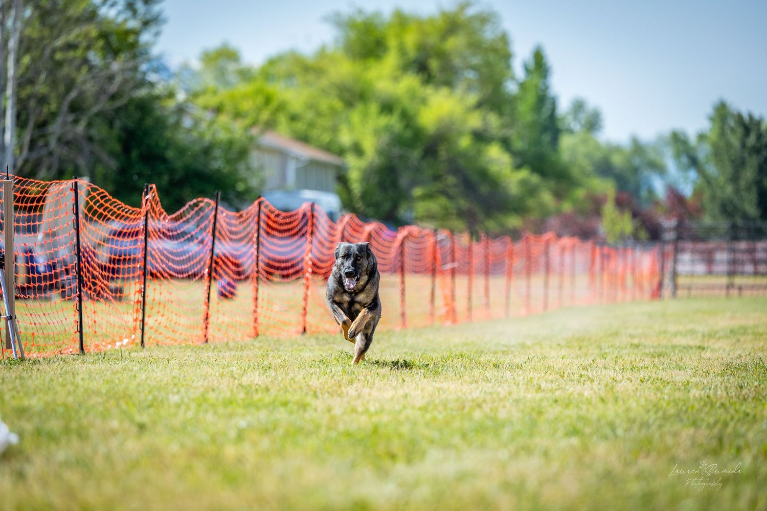 Dogs competing in a race on grassy terrain with orange safety fencing.