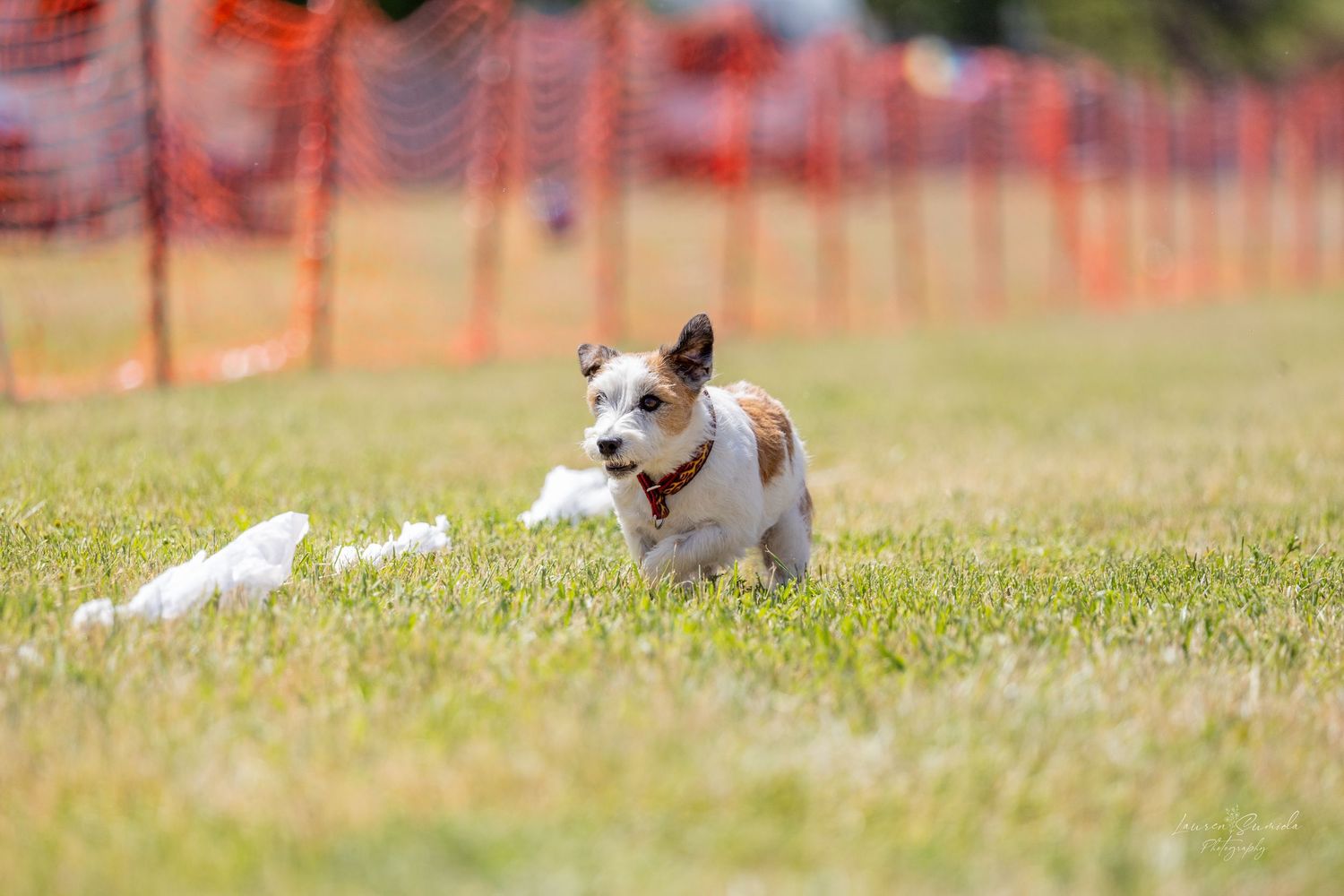Dogs relax in a grassy field with orange safety netting visible in the background.