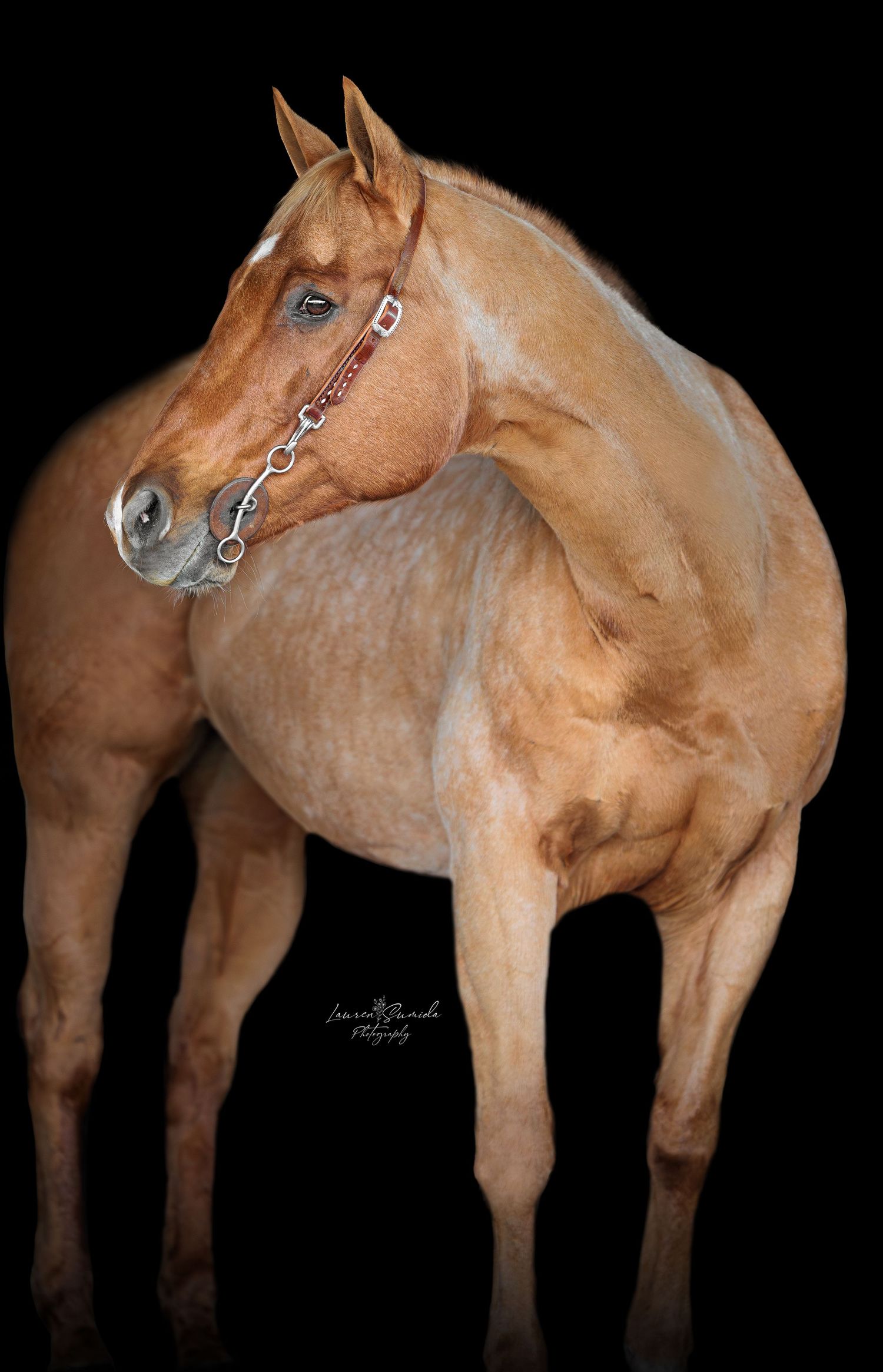Side view of muscular palomino horse with bridle against black background showing strong physique.