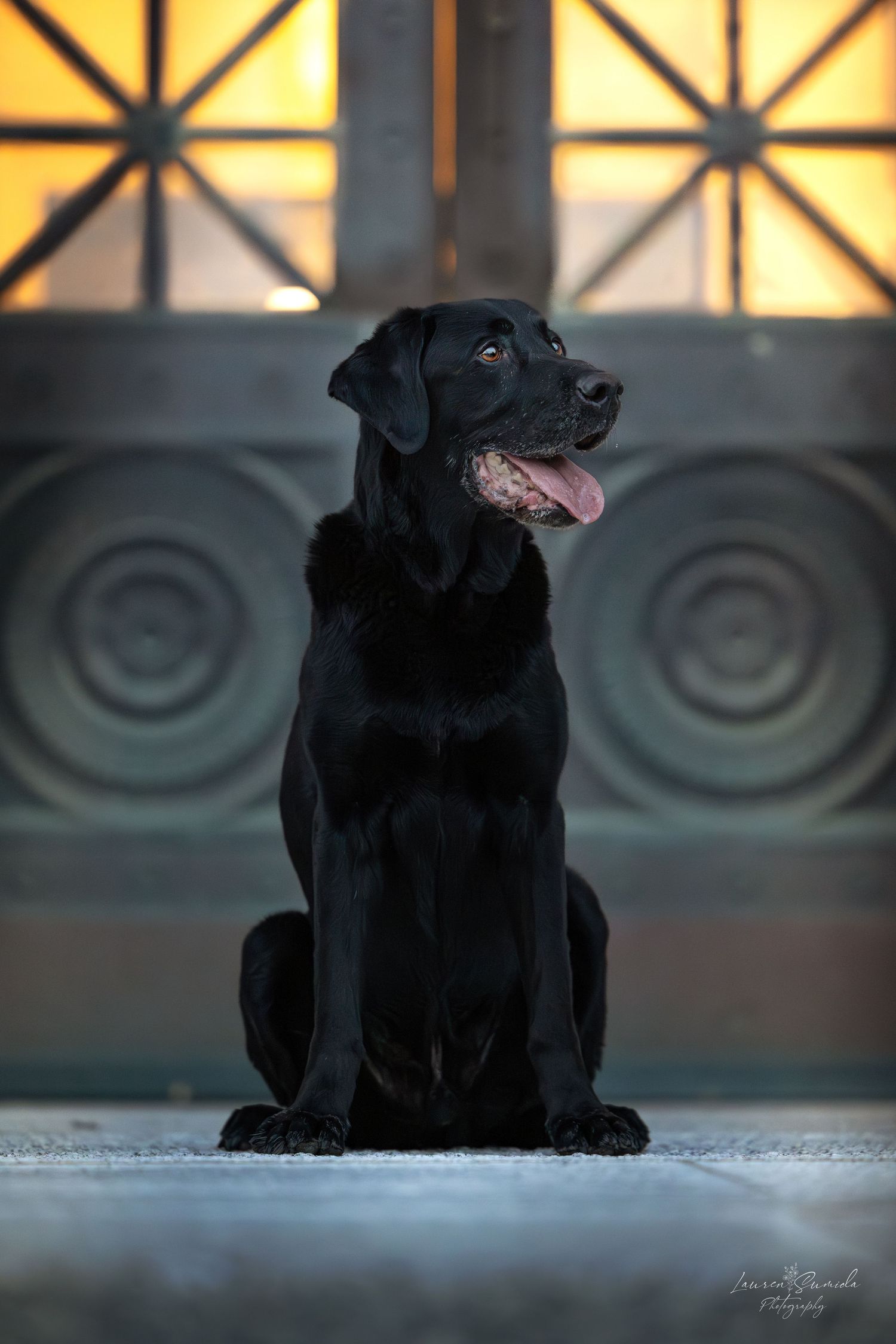Black Labrador sitting in front of illuminated geometric windows.