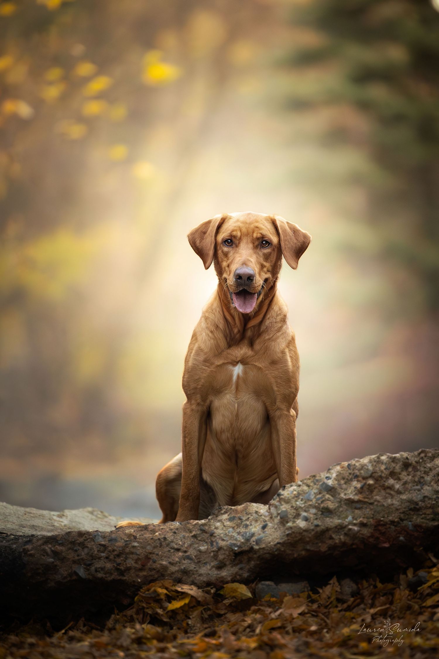 Vizsla dog sitting on a fallen log in an autumn forest with bokeh background.