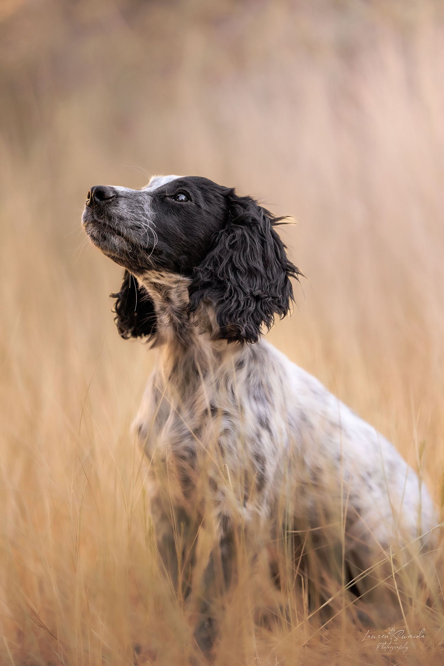Black and white hunting dog with long ears looking alert in tall grass field.