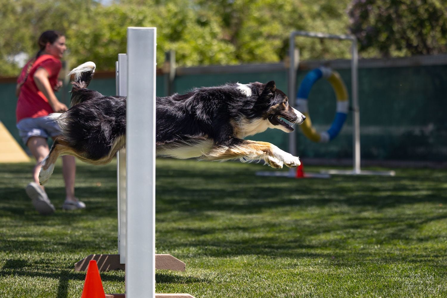 Black and white dog leaping over agility jump bar at outdoor competition.