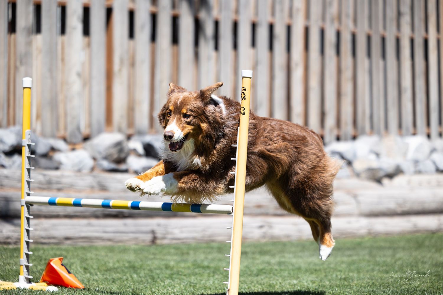 Dog running past white fence while completing agility course obstacles.