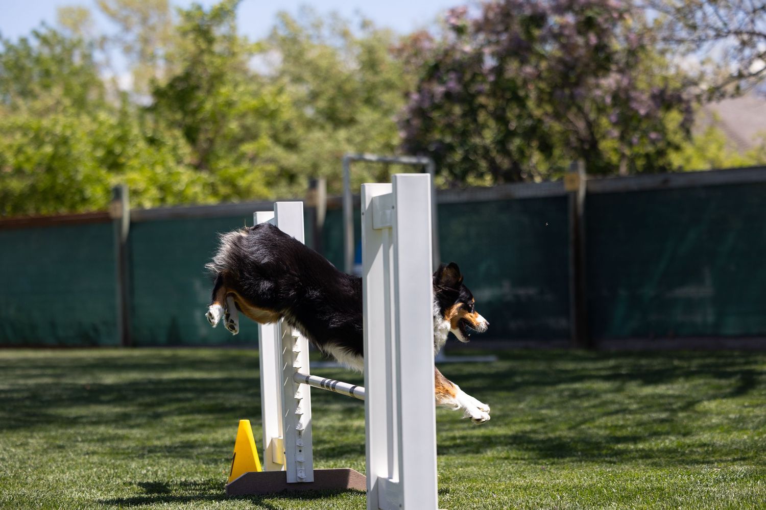 Dog gracefully clearing white agility jump during outdoor competition.
