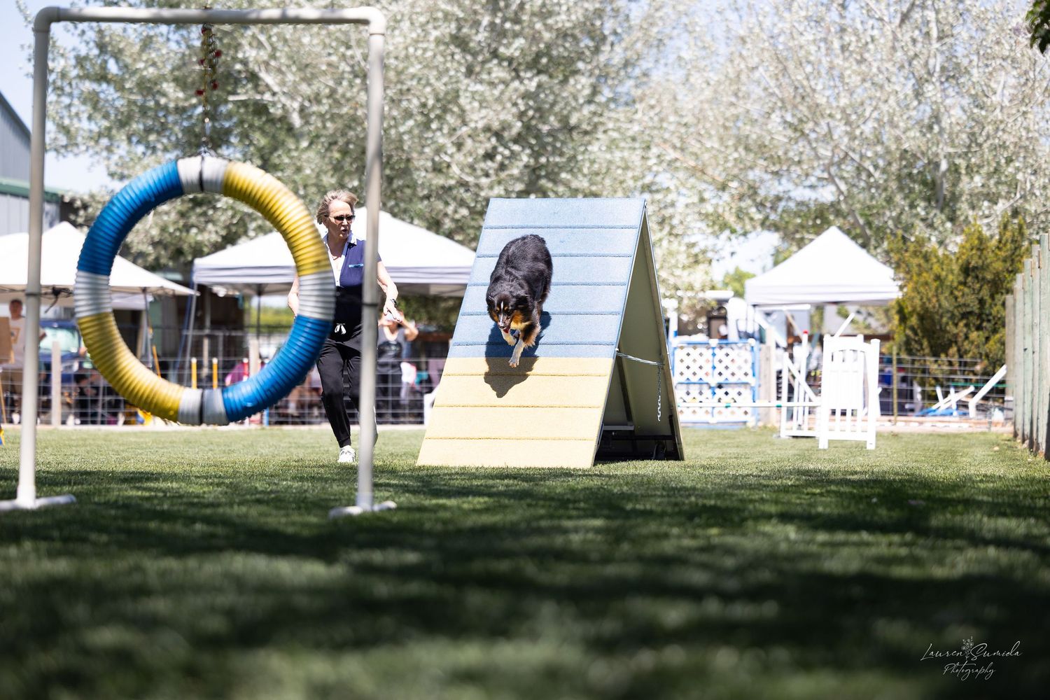 Agility course equipment featuring blue and yellow hoops set up on green grass.