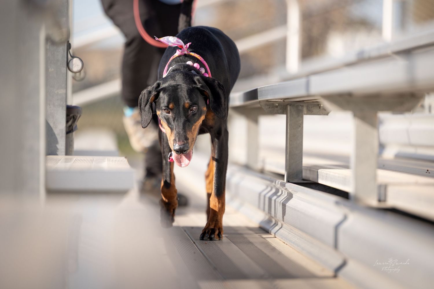 Close-up view of dog walking on metal platform.